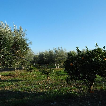 Agriturismo - B&B "La Funicolare" Francavilla Marittima Eksteriør bilde